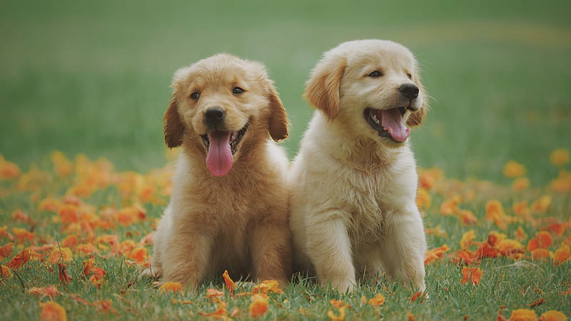 Two Cute Light Brown Dog Puppies Are Sitting On Green Grass Dog ...