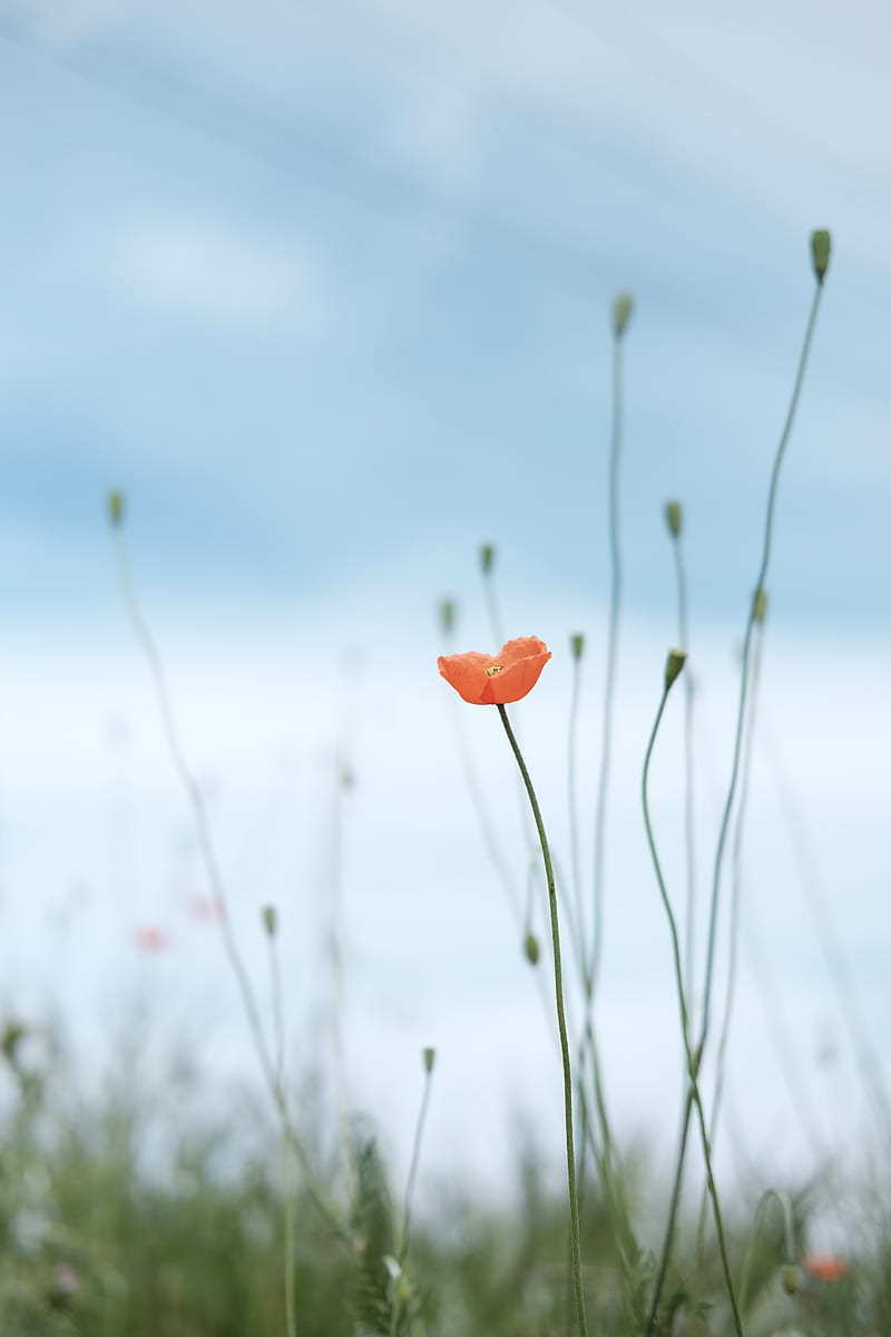 Amapola, flor, salvaje, planta, floración, Fondo de pantalla de teléfono HD  | Peakpx