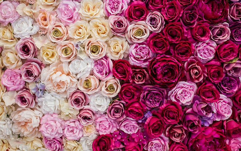 Roses, texture, wall, vara, pattern, skin, carpet, rose, summer, pink, yellow, flower, red, trandafir, HD wallpaper