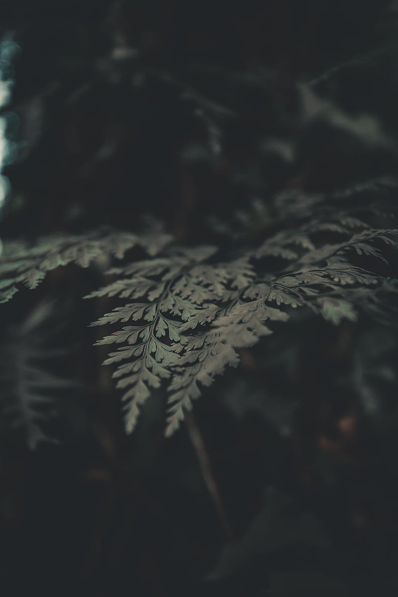 fern, leaves, macro, plant, green, HD phone wallpaper