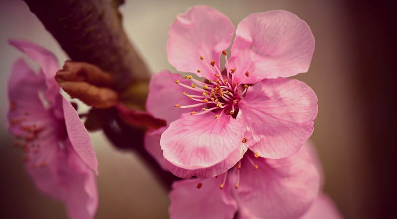 Japanese cherry flower macro, graphy macro, flowers, nature, spring, softness, cherry blossom, HD wallpaper