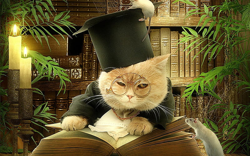 Cat teacher, orange, glasses, book, black, cat, situation, teacher, animal, hat, green, mouse, HD wallpaper