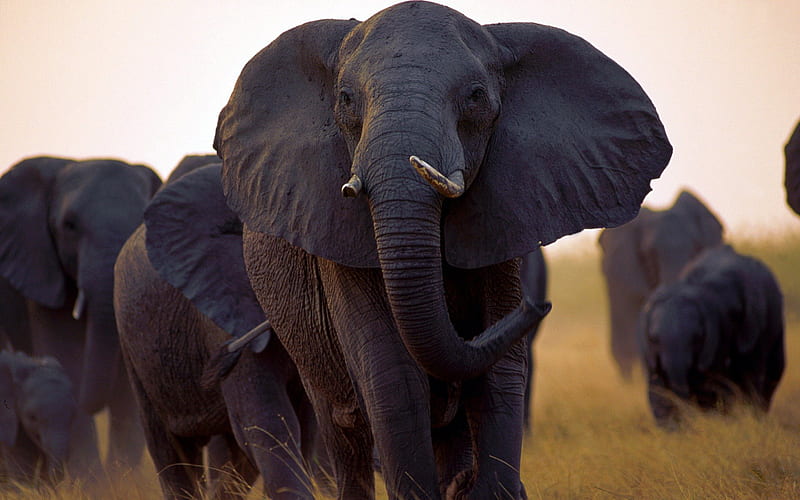 Giants of the plain, elephants, Africa, giants, herd, HD wallpaper