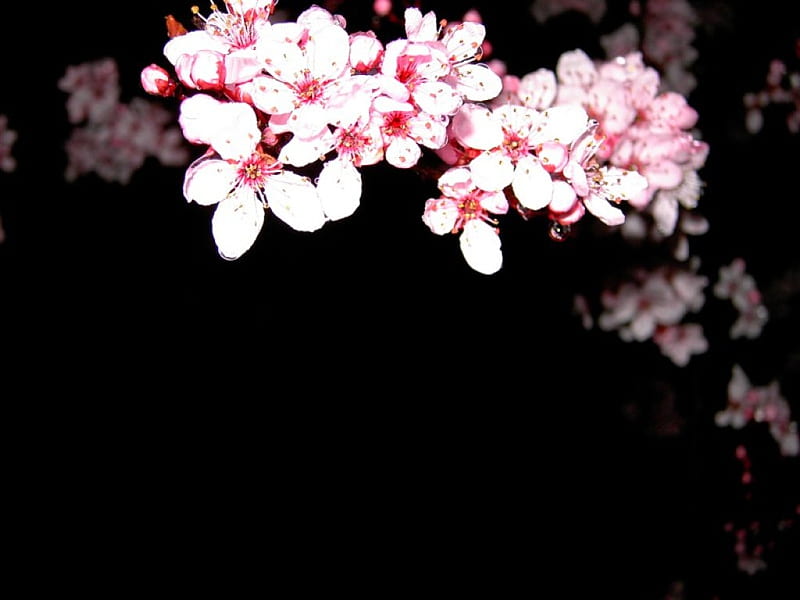 Cherry Blossoms on Black, flowers, graphy, pink, cherry blossoms, HD wallpaper