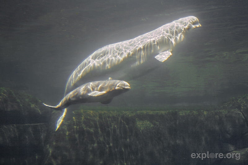 Beluga e seu filhote, baleia, nature, branca, beluga, animal, HD wallpaper