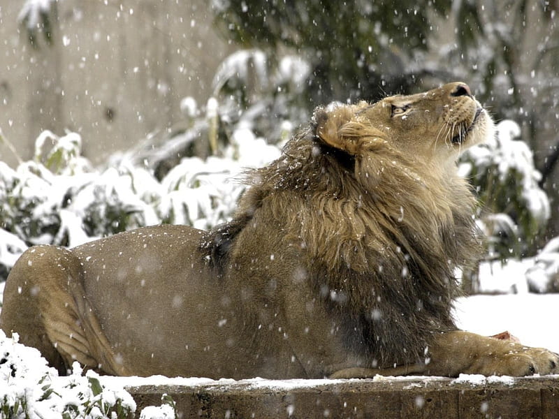 Palabras clave de fondo de pantalla: leones de nieve | Peakpx