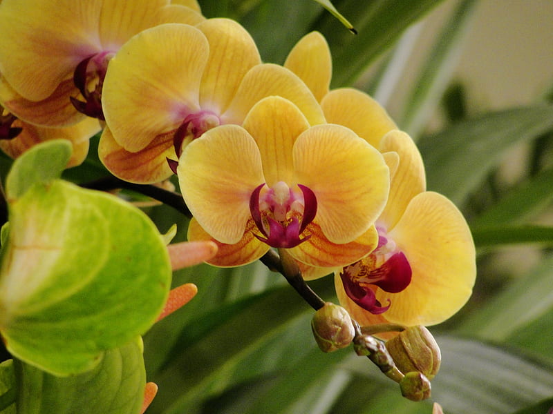 Orchids, orhidee, red, rosu, red, yellow, galben, flower, flower, nature, orquidea, flori, yellow, HD wallpaper