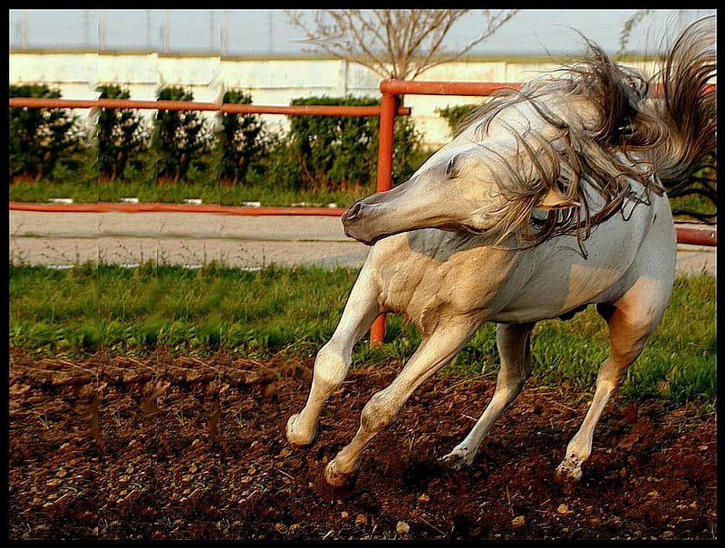 ARABIAN STALLION, stallion, wild, strong, stamina, movement, horse, arabian, HD wallpaper