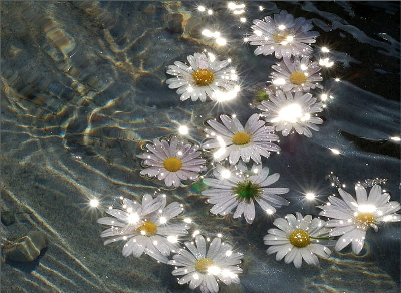 Sparkle, amazing, daisies, water, bright, flowers, brilliant, sunshine, daisy, HD wallpaper