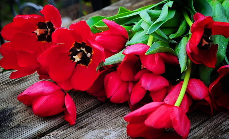 Ramo de tulipanes rojos, rojo, bonito, encantador, fresco, bonito, hojas,  bonito, Fondo de pantalla HD | Peakpx