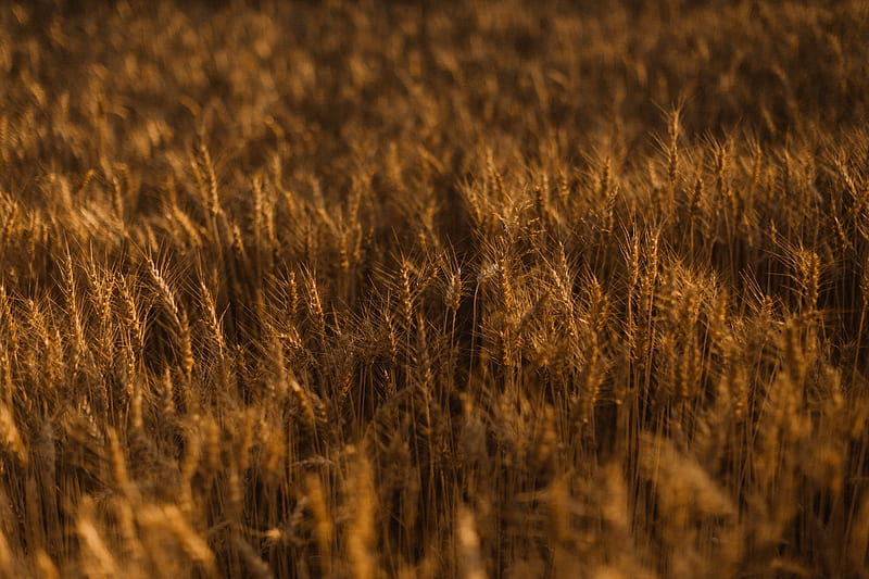 ears of corn, field, grass, golden, HD wallpaper