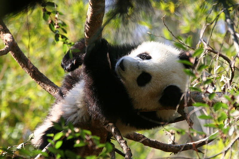 Tree Climbing, panda, forest, climbing, trees, HD wallpaper
