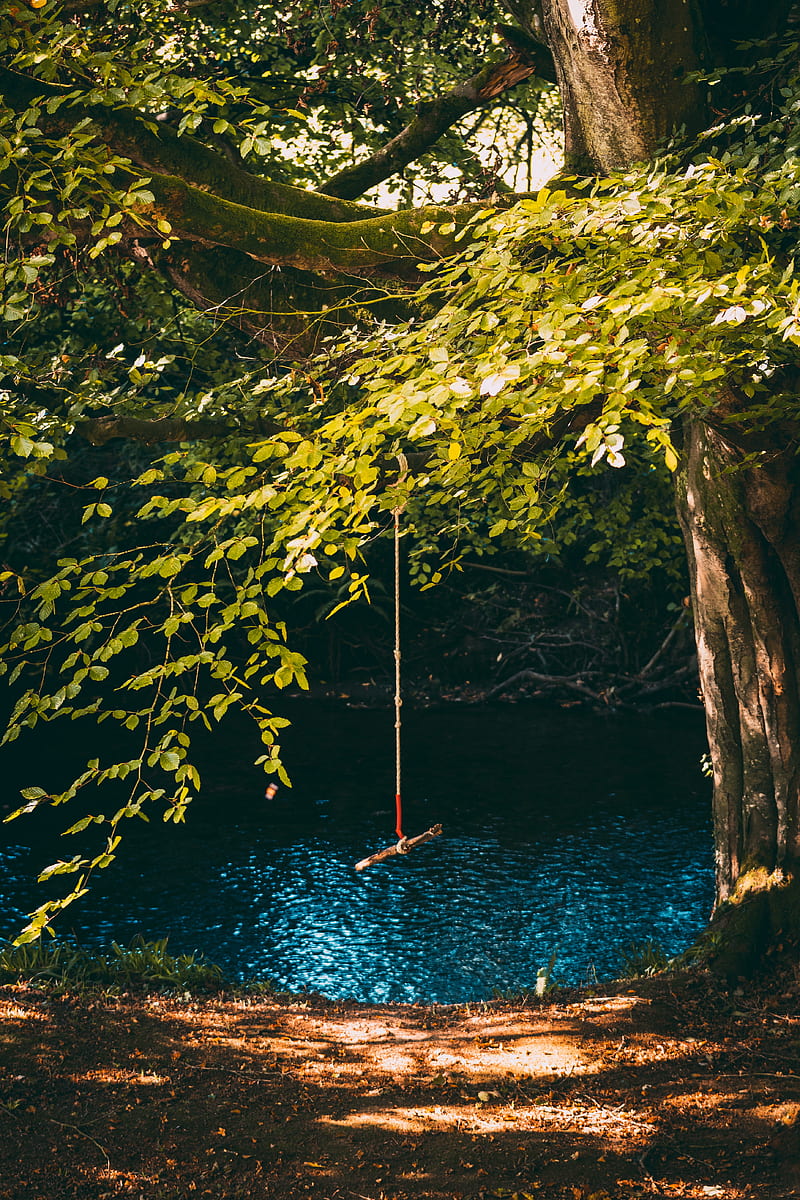 swing, rope, tree, branches, river, HD phone wallpaper