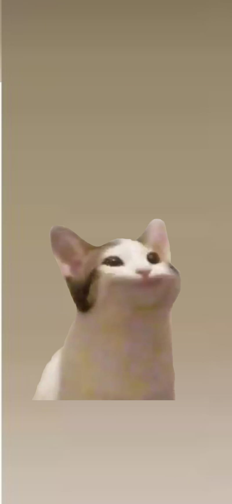 Popcat, cat, white, HD phone wallpaper
