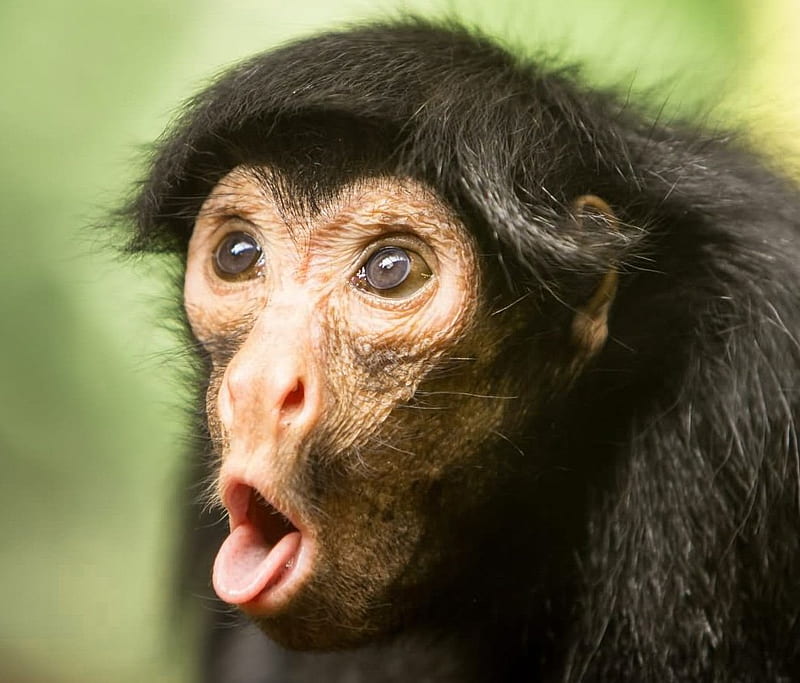 Monkey meme hi-res stock photography and images - Alamy