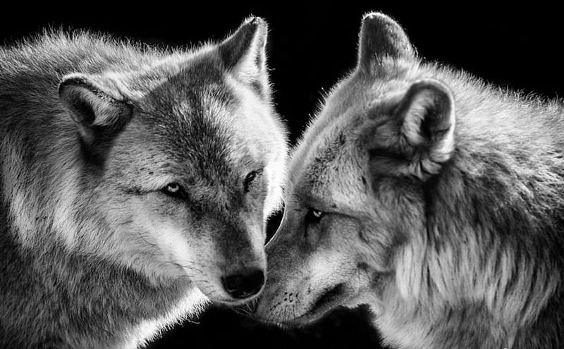 Wolf, grey wolf, friendship, love, dog, HD wallpaper