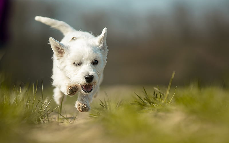 West Highland White Terrier, running dog, pets, cute animals, bokeh, dogs, HD wallpaper