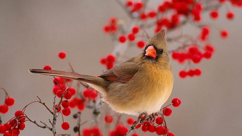 Kolorowy ptak - Kardynal Czerwony, ptak, owoce, kardynal czerwony, zwierze, galazka, HD wallpaper