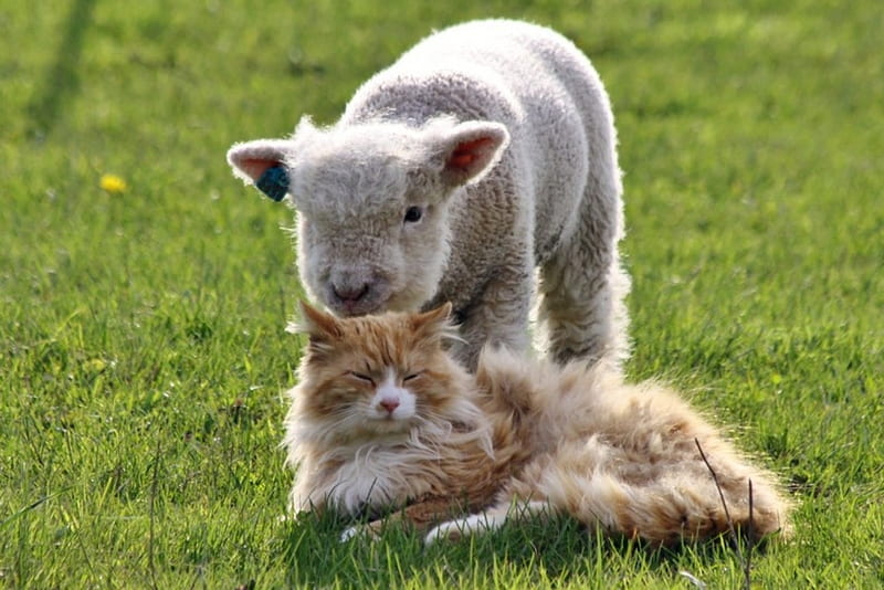 Cat And Lamb, Cute, Baby, Cat, Lamb, Sheep, HD wallpaper