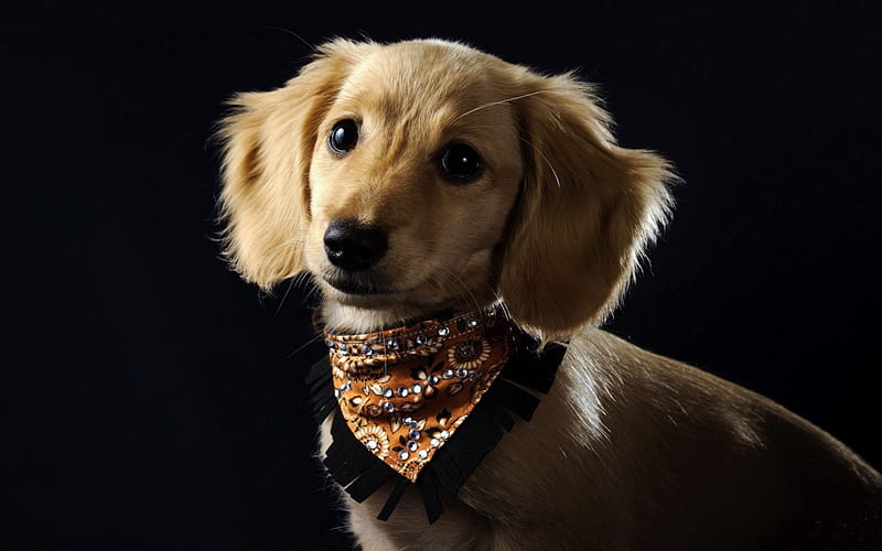 *** Cowboy Dog ***, thoughtfulness, cowboy, handkerchief, dog, HD wallpaper