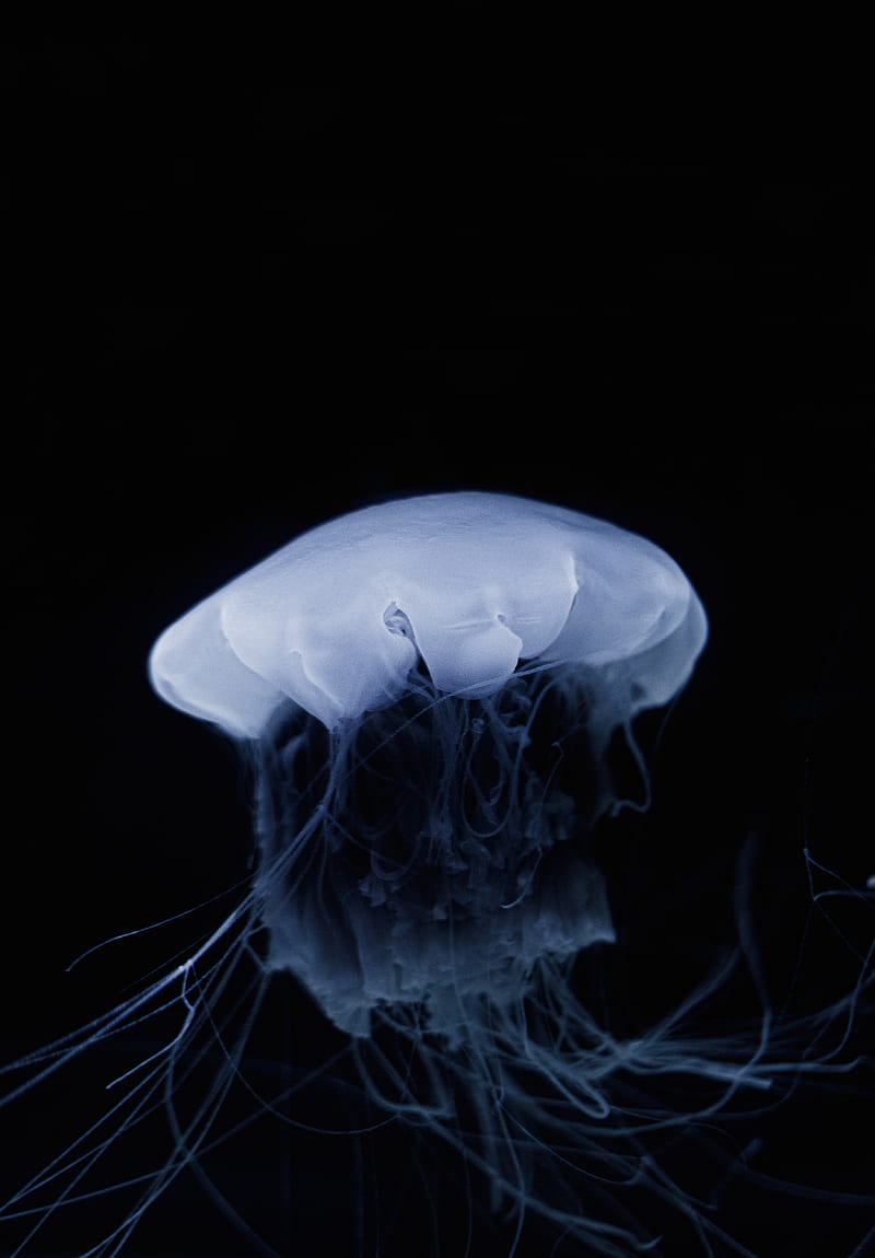 jellyfish, tentacle, dark, bonito, HD phone wallpaper