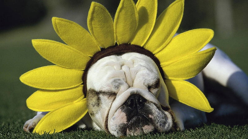 Funny dog ​​with sunflower, sunflower, funny, grass, dog, HD wallpaper |  Peakpx