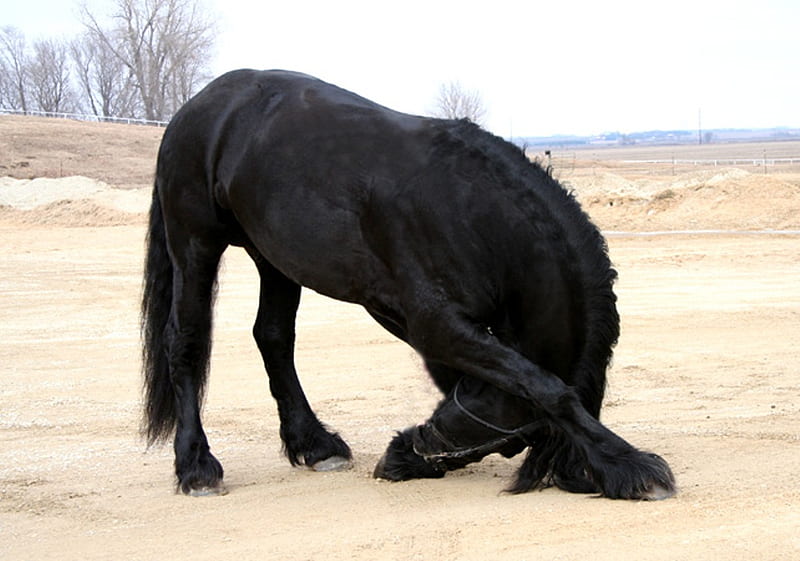 Friesian, stallion, cavalo, horse, animal, HD wallpaper