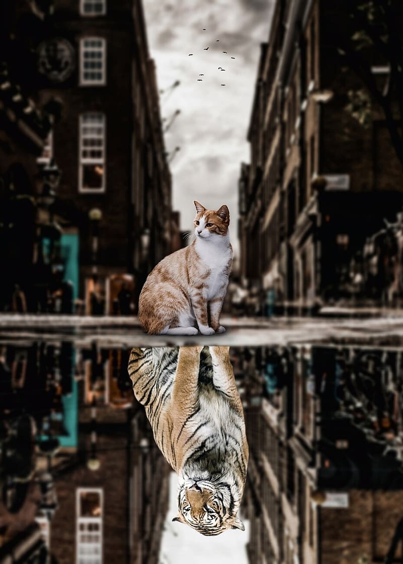 Big Cat or Big Tiger puddle reflection Wall Mural. Buy online at Europosters, HD phone wallpaper