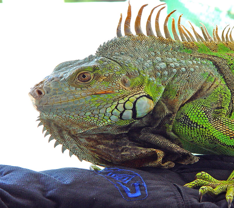 Iguana , animal, colorful, crawl iguana, lizzard, nature, vivid, HD wallpaper