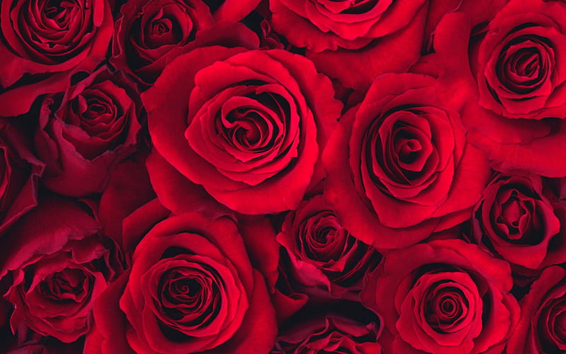 Red Roses, red, bonito, roses, full, HD wallpaper | Peakpx