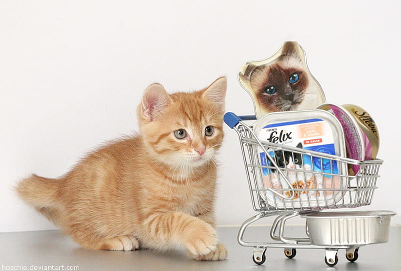Shopping day, cute, shopping, paw, funny, cat, kitten, animal, pisica, HD wallpaper