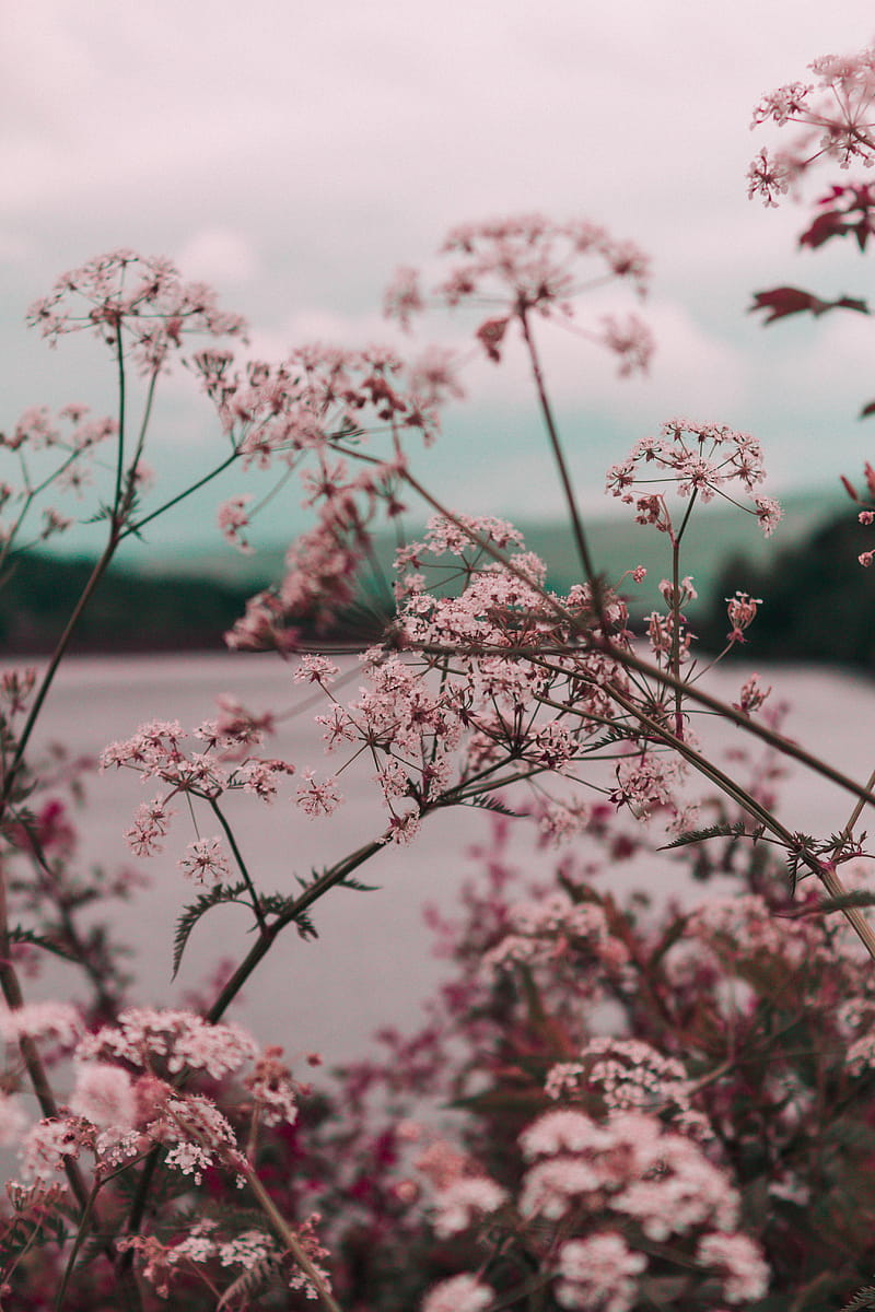 / a canopy of light pink flowers on long branches over a lake, isolated beauty, Pastel Pink, HD phone wallpaper