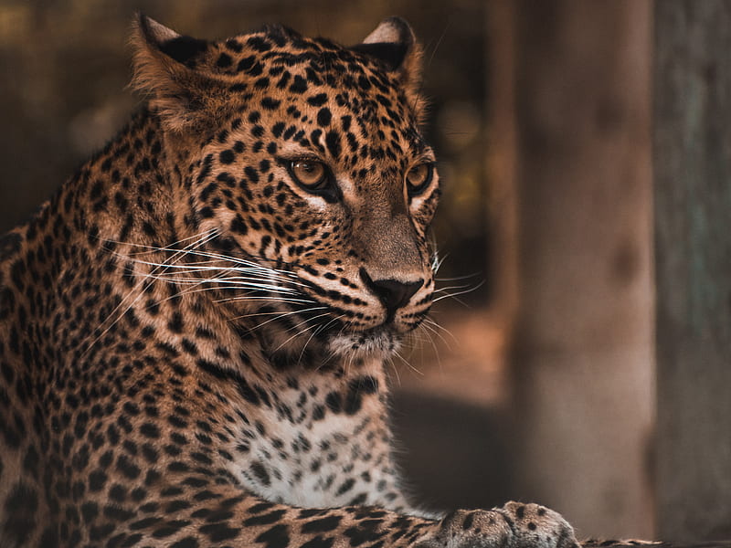 leopard, big cat, glance, predator, spots, HD wallpaper