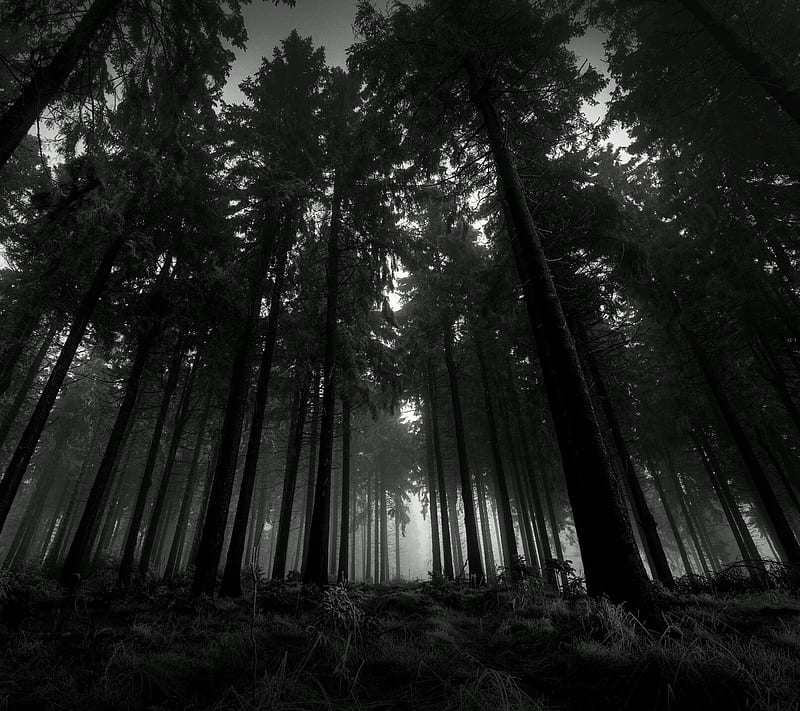 Bosque oscuro, negro y blanco, colores oscuros, bosque, naturaleza, Fondo  de pantalla HD | Peakpx
