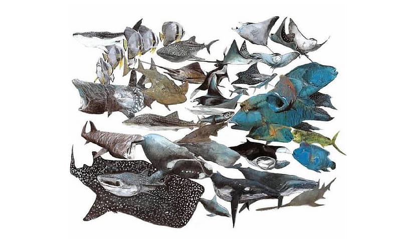 Fishes and marine mammals, Mammals, Animals, Zoology, Fishes, HD wallpaper