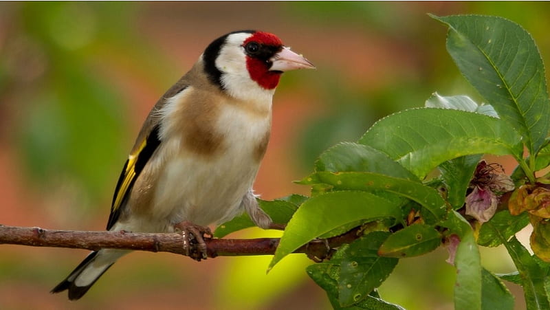 Goldfinch Bird On Branch, HD wallpaper