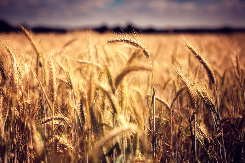 wheat field, graphy, cropland, rural area, Landscape, HD wallpaper