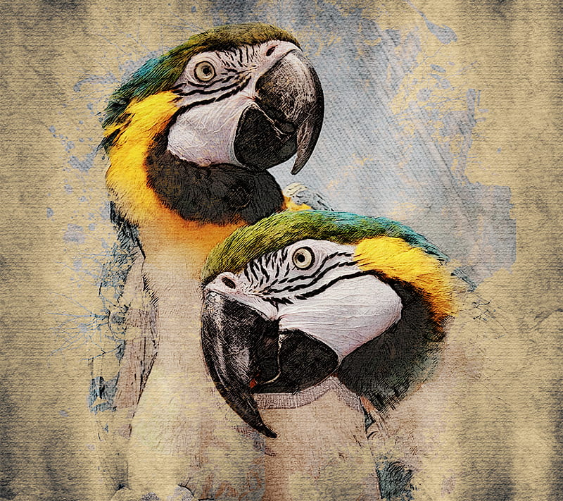 parrots, bird, paint, saguaro, HD wallpaper