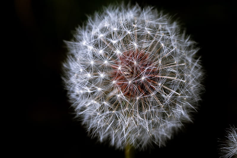 Close-Up of Dandelion, HD wallpaper