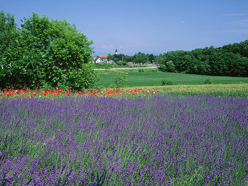 Beautiful landscape, lavendar, landscapes, flowers, park, field, HD wallpaper