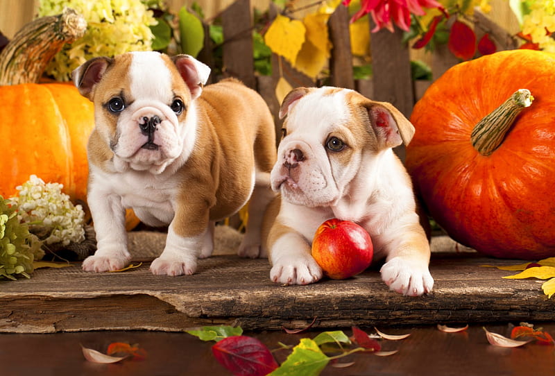 English bulldogs, fall, autumn, fruits, adorable, foliage, sweet, leaves, puppies, pumpkin, english, friends, animals, apple, bulldogs, cute, garden, dogs, HD wallpaper
