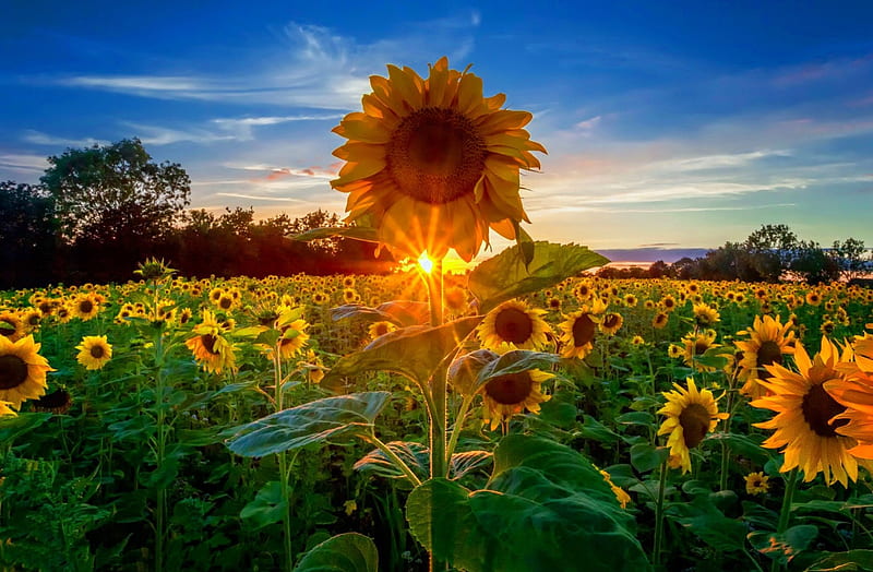 Sunflowers field at sunrise, glow, sun, sunlight, bonito, sky, rays, sunflowers, summer, sunshine, morning, field, HD wallpaper