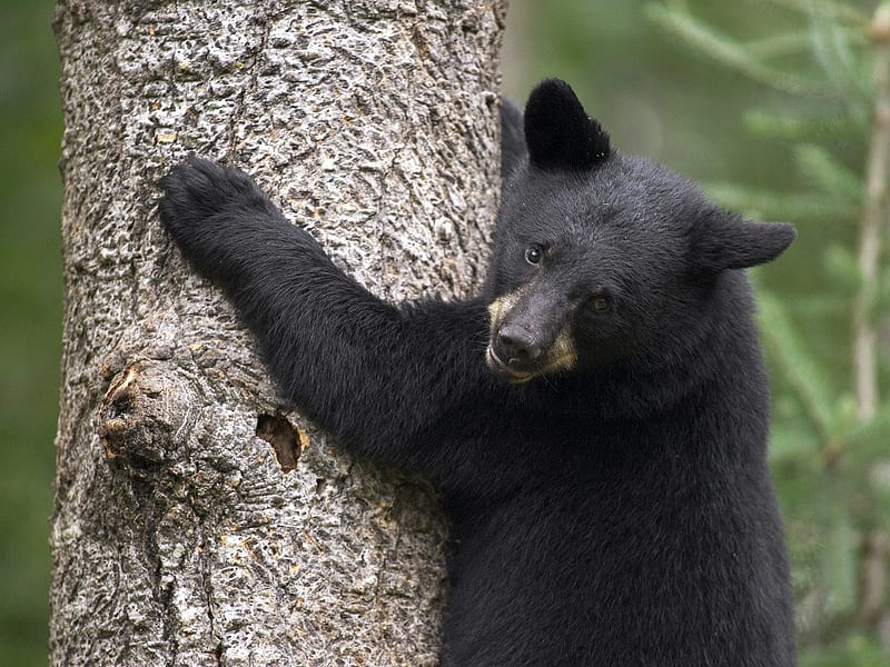 black bear cubs wallpaper