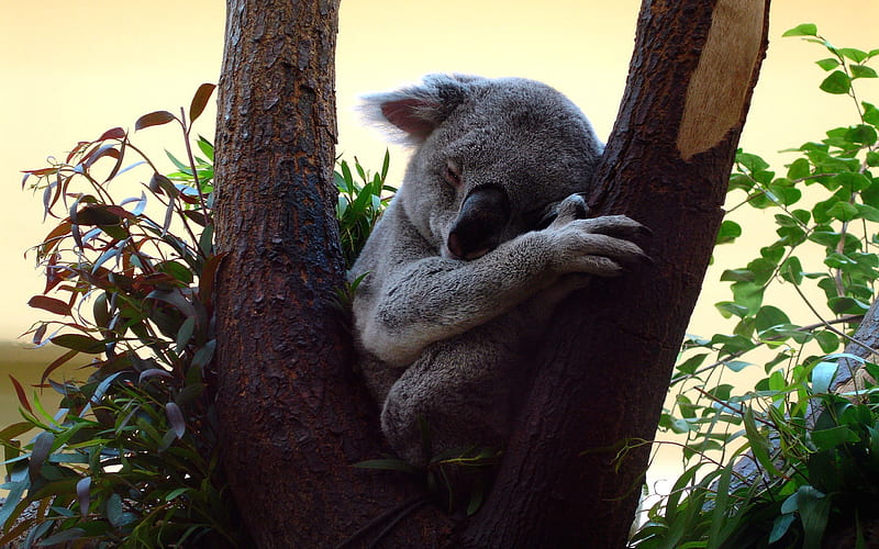 little cute koala, wildlife, forest, tree, koala, Australia, HD wallpaper