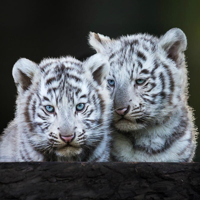 Blue Eyed White Tiger Cubs, HD phone wallpaper
