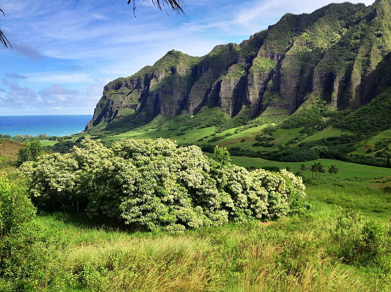 Kauai - Jurassic Park - Na Pali - Kalalau Lookout - Hawaii, polynesia, jurassic, canyon, valley, lookout, kalalau, Kauai, exotic, islands, view, hawaii, pacific, park, na pali, paradise, mountains, coastline, island, tropical, coast, HD wallpaper