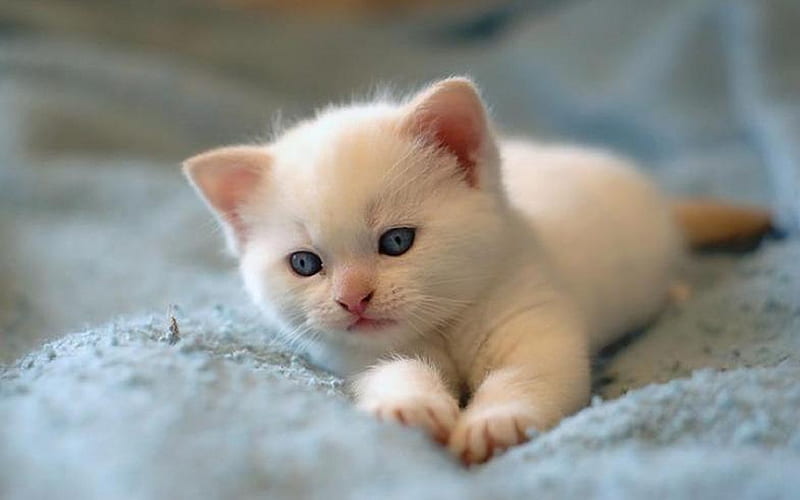 Cute Kitten, kitty, white cat, bonito, adorable, cat, sweet, cute ...