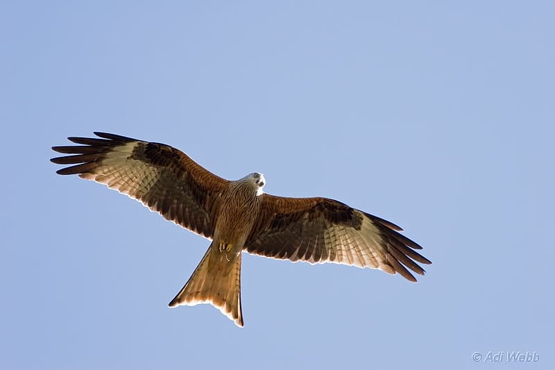 Red Kite, wings, talons, birds, flying, milvus milvus, beak, scavengers, in-flight, prey, HD wallpaper