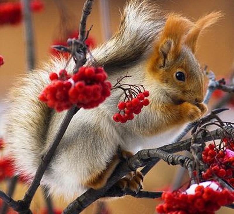 good food, cool, graphy, squirrels, bonito, animals, HD wallpaper