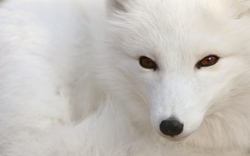 white polar fox-Animal, HD wallpaper